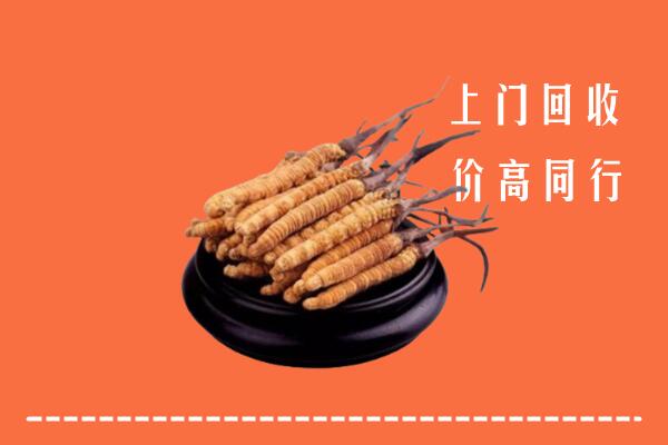 高价求购：苏州姑苏回收散虫草